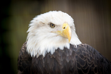 Head of an injured American Bald Eagle in Captivity in a Central Florida Rescue Facility