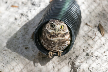 Injured Screech Owl Peeking Out of a Black Tube in Central Florida Bird Rescue