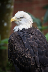 Upper Body of Injured American Bald Eagle in Captivity in a Central Florida Rescue Facility