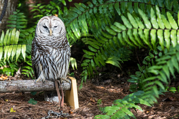 Injured Barred Owl in Captivity Sitting on a Log in a Central Florida Rescue Facility - Landscape copy space