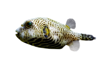Closeup face Puffer fish front view, cute face of Puffer fish on isolated background