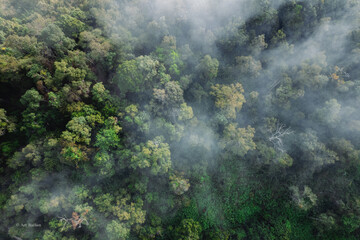 Forest road and morning fog, high angle