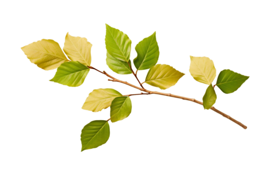a branch with leaves isolated on a transparent background, a branch or a twig of a tree with leaf PNG for decorative mockups or template background, a Wooden Stick or stem