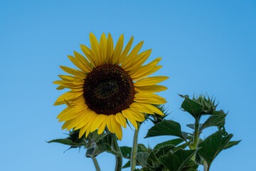 Girasole