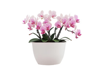 Pink Petals Elegance: Orchids in White Pot - Transparent Background Photo