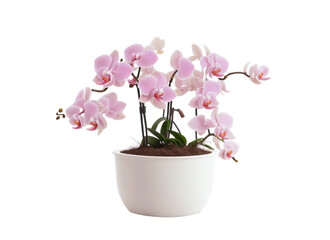 Naklejka premium Pink Petals Elegance: Orchids in White Pot - Transparent Background Photo
