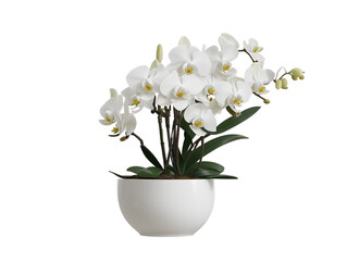 Naklejka na ściany i meble Graceful Orchids: White Blooms in Elegant Pot - Transparent Background Photo