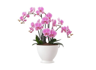 Pink Petals Elegance: Orchids in White Pot - Transparent Background Photo