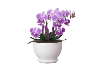 Naklejka premium Royal Radiance: Purple Orchids in White Pot - Transparent Background Photo