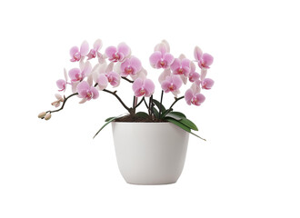 Naklejka premium Pink Petals Elegance: Orchids in White Pot - Transparent Background Photo