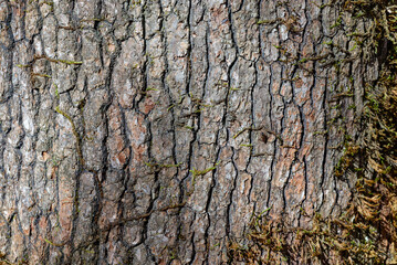 bark of a tree