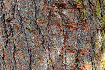 bark of a tree