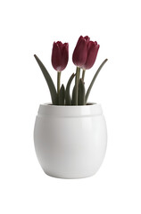 Burgundy Beauty: Maroon Tulips in White Pot - Transparent Background Photo