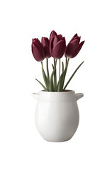 Fototapeta premium Burgundy Beauty: Maroon Tulips in White Pot - Transparent Background Photo