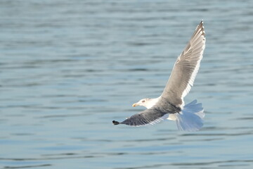 herring gull is hunting a fish