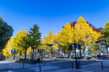 横浜山下公園　銀杏並木の紅葉 - obrazy, fototapety, plakaty