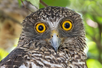 Australian Powerful owl roosting by day in forest canopy