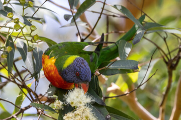 Australian Rainbow Lorikeet feeding on Gum Tree flower nectar