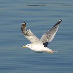 herring gull is hunting a fish