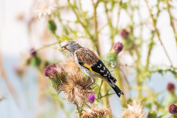 European goldfinch with juvenile plumage, feeding on the seeds of thistles. Carduelis carduelis.