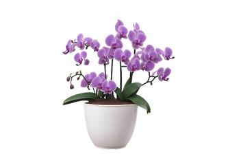 Royal Radiance: Purple Orchids in White Pot - Transparent Background Photo