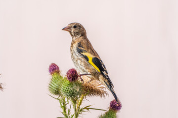 European goldfinch with juvenile plumage, feeding on the seeds of thistles. Carduelis carduelis.