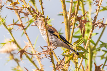 European goldfinch with juvenile plumage, feeding on the seeds of thistles. Carduelis carduelis.