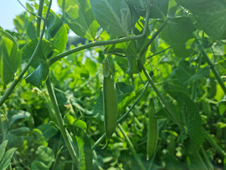 Close up of pea pods.