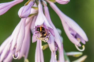 A honey bee in a flower