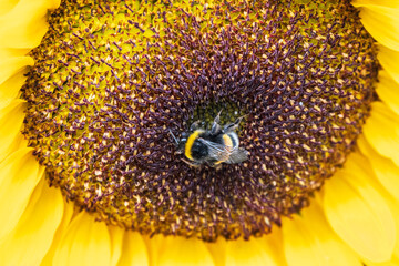 Close-up image of a bumblebee on a sunflower, flower pollen on a bee, no people, macro photography