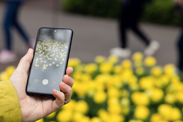 A man's hand with a phone, a man taking pictures of yellow tulips