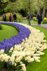Round wide border of white and lilac hyacinths on the lawn