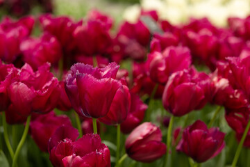 flowerbed with red fringed tulips on a sunny day. Buds and opened flowers.