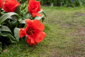 Bright red huge open tulip, bent to the ground on the grass close-up, copy space