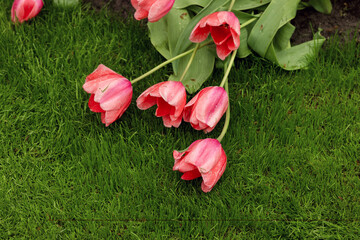 Pink open tulips with leaves lie on the green grass copy space