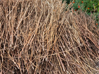 piled up dried perilla stalks