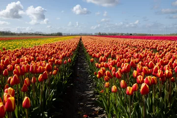 Behangcirkel A field with rows of multicolored flowering tulips stretching to the horizon © Anna