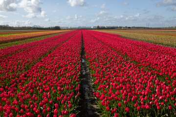 Rows of red blooming in the foreground on a field of multicolored tulips with aisles between the rows - Powered by Adobe