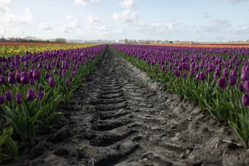 Poster Rows of blooming multi-colored tall purple tulips ahead, tractor trail passage © Anna