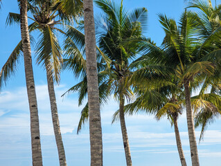 Rows of well maintained coconut palm trees near the shoreline. At Dumaluan Beach, Panglao Island, Bohol, Philippines.