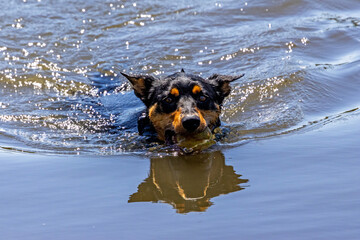 Australian Kelpie dog swimming in lake