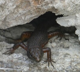 Lizard with rock Corfu Greece