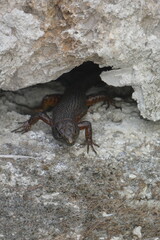 Lizard in rocks in Corfu Greece