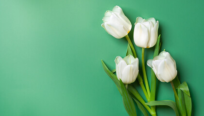 White tulips on green background top view.