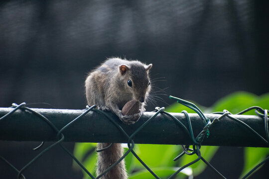 A picture of the Indian palm squirrel or three-striped palm squirrel eating a nut 