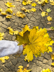 A bouquet of yellow maple leaves in a child's hand. Autumn background.