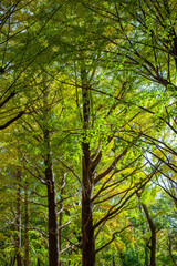 Autumn Foliage in Tokyo