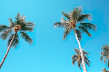 ヤシの木と青空02