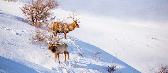 Deer in the mountains looking for food in the snow. Winter landscape with wild animals. A herd of...