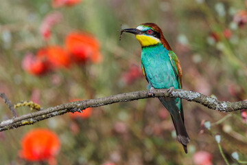 Bienenfresser (Merops apiaster)